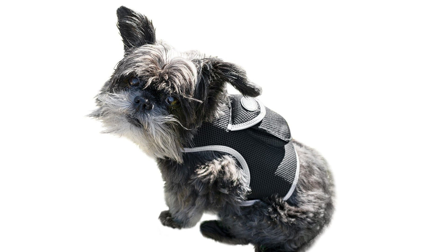 Keep Pet Safe with Pet Tracker GPS Dog Collar Tracking Device + Phone App Size:M